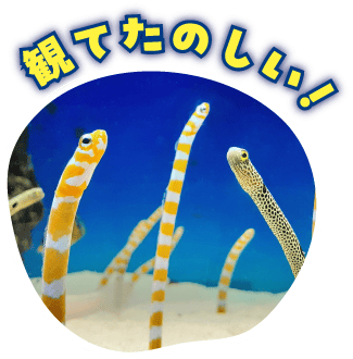観てたのしい！