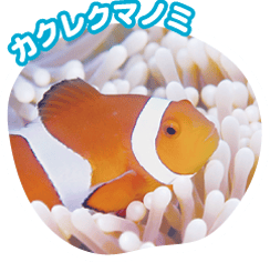 カクレクマノミ